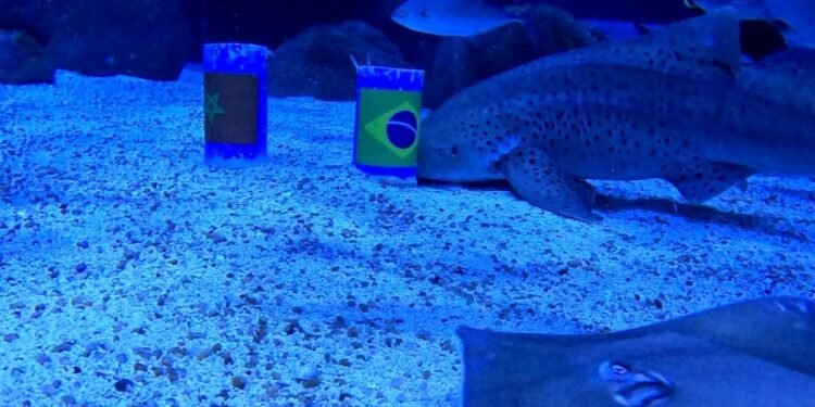 Tubarão do AquaRio ‘prevê’ vitória do Brasil na estreia
