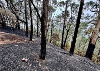 Replantio de área devastada por incêndio causado por balão na Floresta da Tijuca deve levar 2 anos
