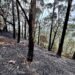 Replantio de área devastada por incêndio causado por balão na Floresta da Tijuca deve levar 2 anos