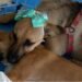 Cabo Frio recebe mais uma edição da Feira de Adoção de Cães e Gatos neste sábado