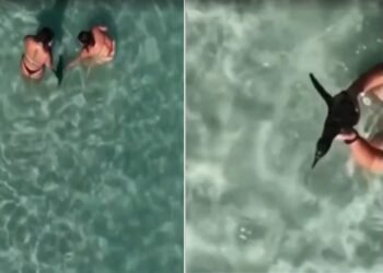 Vídeo flagra mulher ao segurar um pinguim dentro do mar em Arraial