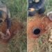 Tambor enterrado com cerca de 5 kg de maconha foi encontrado em Aperibé Tambor enterrado com cerca de 5 kg de maconha foi encontrado em Aperibé