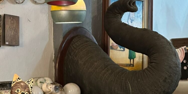 Tromba de elefante asiático é apreendida em antiquário no Centro do Rio Tromba de elefante asiático é apreendida em antiquário no Centro do Rio
