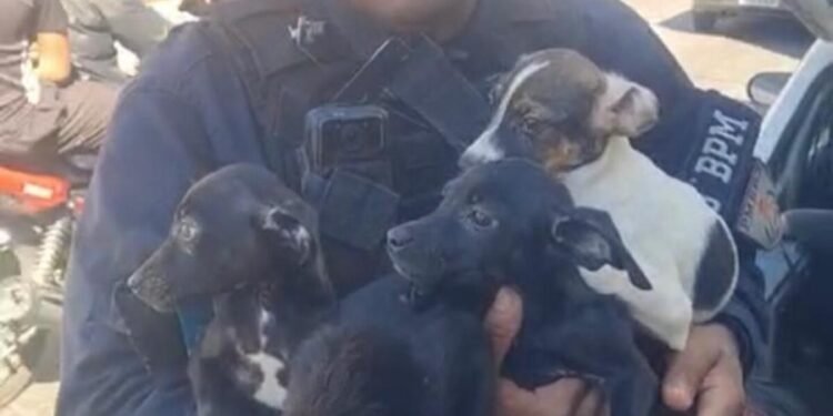 15 cães são resgatados e três pessoas são presas por maus-tratos em Três Rios 15 cães são resgatados e três pessoas são presas por maus-tratos em Três Rios