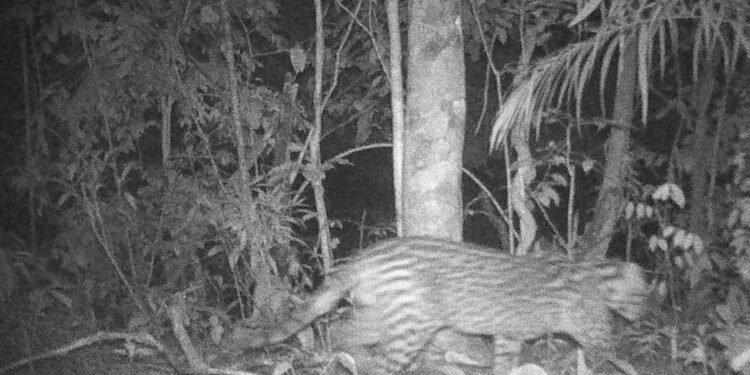 Animais silvestres em Barra do Piraí: onça e tamanduá são filmados