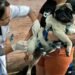 Vacinação antirrábica Paty do Alferes: cães e gatos recebem doses