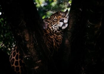 Zoológico de Volta Redonda promove 2ª edição das visitas noturnas