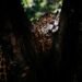 Zoológico de Volta Redonda promove 2ª edição das visitas noturnas