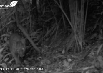 VÍDEO: Onça-parda é vista andando na área de preservação de Rio Claro