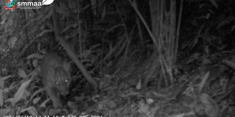 VÍDEO: Onça-parda é vista andando na área de preservação de Rio Claro VÍDEO: Onça-parda é vista andando na área de preservação de Rio Claro