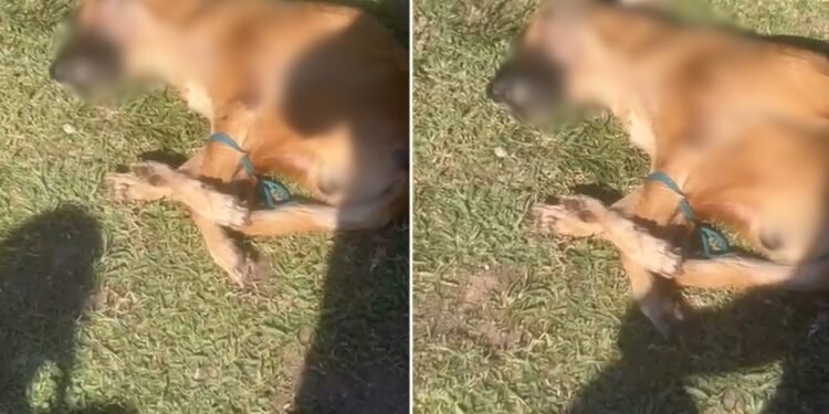 Cachorro é encontrado morto com patas amarradas e choca moradores em Cabo Frio; vídeo Cachorro é encontrado morto com patas amarradas e choca moradores em Cabo Frio; vídeo