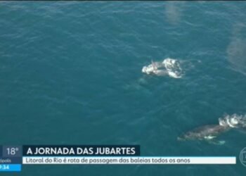 Entenda a migração das baleias-jubarte que passam pelo litoral do RJ