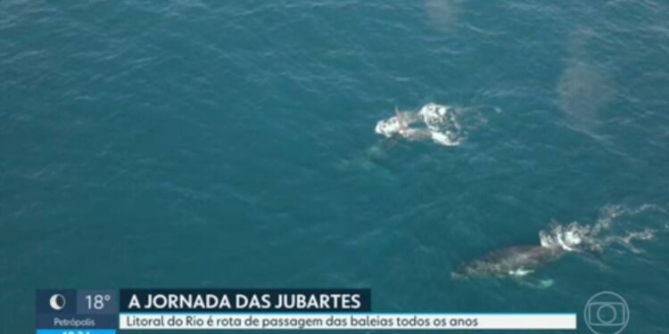 Entenda a migração das baleias-jubarte que passam pelo litoral do RJ Entenda a migração das baleias-jubarte que passam pelo litoral do RJ