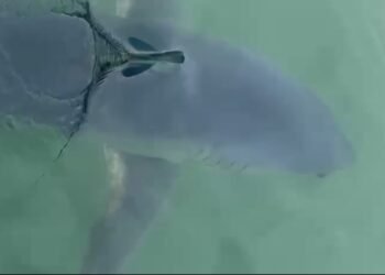 VÍDEO: Tubarão mais rápido do mundo é visto no mar da Baía da Ilha Grande, em Paraty