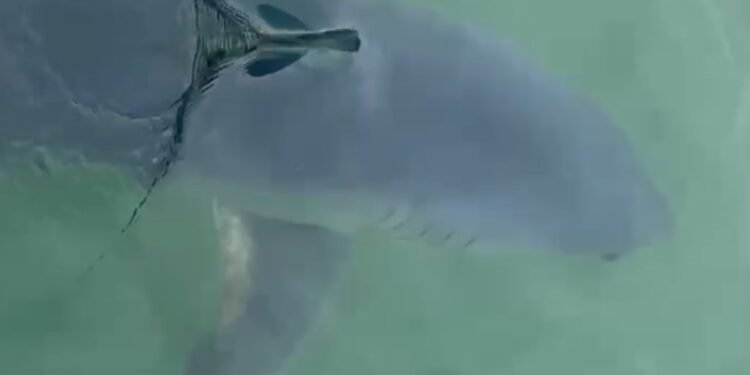 VÍDEO: Tubarão mais rápido do mundo é visto no mar da Baía da Ilha Grande, em Paraty