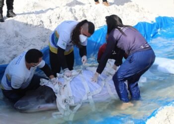 Baleia resgatada após encalhes em Cabo Frio apresenta melhorias e segue em reabilitação