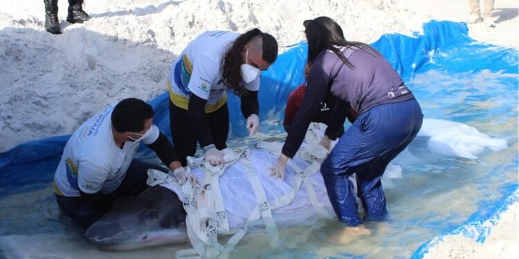 Baleia resgatada após encalhes em Cabo Frio apresenta melhorias e segue em reabilitação