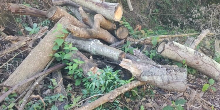 Polícia Ambiental identifica desmatamento em área de preservação permanente em Vassouras Polícia Ambiental identifica desmatamento em área de preservação permanente em Vassouras
