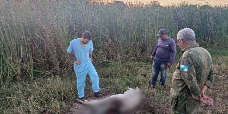 Animais domésticos e de produção são encontrados mortos na zona rural de São Francisco de Itabapoana Animais domésticos e de produção são encontrados mortos na zona rural de São Francisco de Itabapoana