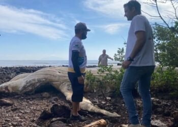 Carcaça de baleia-jubarte é removida da praia em Búzios