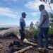 Carcaça de baleia-jubarte é removida da praia em Búzios
