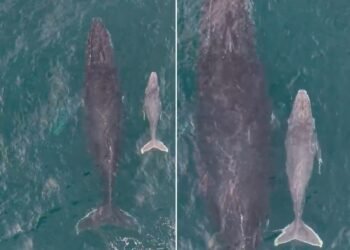 Vídeo mostra filhote de baleia-jubarte na temporada 2026 em Arraial