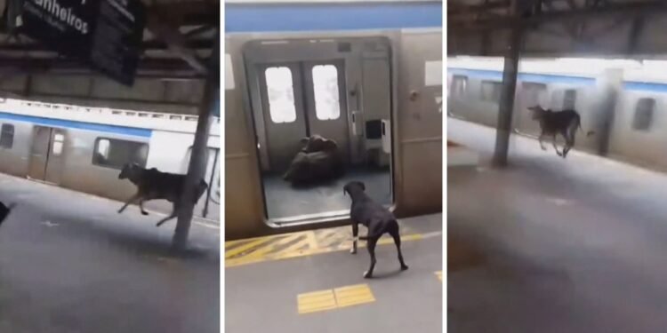 ‘Pega o boi! Ele entrou no trem!’: Bezerro invade estação de Japeri e assusta passageiros ‘Pega o boi! Ele entrou no trem!’: Bezerro invade estação de Japeri e assusta passageiros