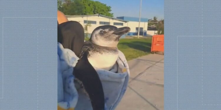 Pinguim ferido é resgatado pelos bombeiros no Piscinão de Ramos