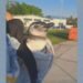 Pinguim ferido é resgatado pelos bombeiros no Piscinão de Ramos Pinguim ferido é resgatado pelos bombeiros no Piscinão de Ramos