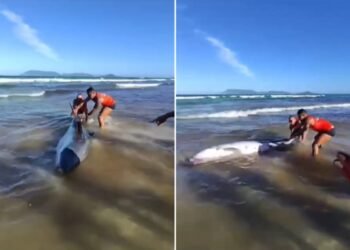 Cachalote-anão com mordida de tubarão encalha na praia de Cabo Frio