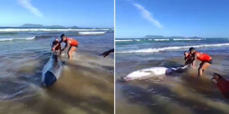 Cachalote-anão com mordida de tubarão encalha na praia de Cabo Frio