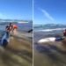 Cachalote-anão com mordida de tubarão encalha na praia de Cabo Frio Cachalote-anão com mordida de tubarão encalha na praia de Cabo Frio