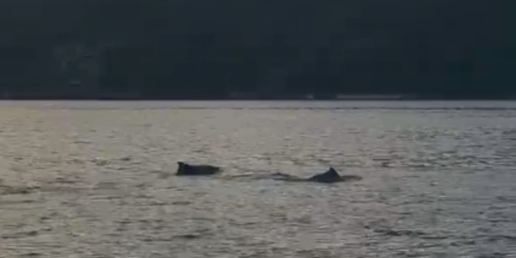 VÍDEO: Golfinhos são vistos nadando no mar de Angra dos Reis