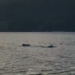 VÍDEO: Golfinhos são vistos nadando no mar de Angra dos Reis VÍDEO: Golfinhos são vistos nadando no mar de Angra dos Reis