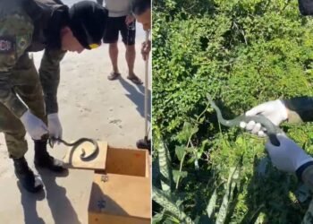 Cobra ‘papa-pinto’ é resgatada na faixa de areia da Prainha, em Arraial do Cabo