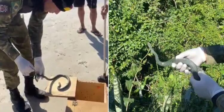 Cobra ‘papa-pinto’ é resgatada na faixa de areia da Prainha, em Arraial do Cabo Cobra ‘papa-pinto’ é resgatada na faixa de areia da Prainha, em Arraial do Cabo
