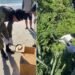 Cobra ‘papa-pinto’ é resgatada na faixa de areia da Prainha, em Arraial do Cabo Cobra ‘papa-pinto’ é resgatada na faixa de areia da Prainha, em Arraial do Cabo