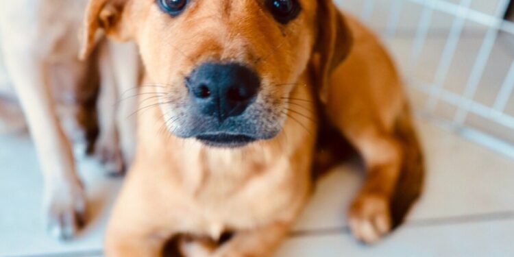 Feira de adoção de cães e gatos acontece neste sábado em Cabo Frio Feira de adoção de cães e gatos acontece neste sábado em Cabo Frio