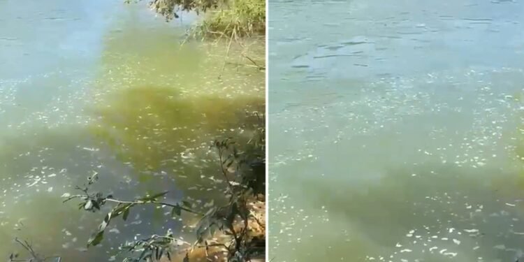 Espuma e mau cheiro voltam a ser registrados no Rio Pomba, no Noroeste Fluminense Espuma e mau cheiro voltam a ser registrados no Rio Pomba, no Noroeste Fluminense