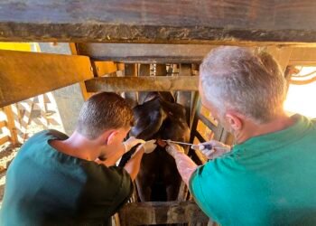 Macaé atinge marca de 6 mil vagas inseminadas com programa de genética bovina