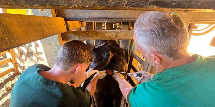 Macaé atinge marca de 6 mil vagas inseminadas com programa de genética bovina