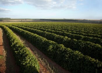 Casal Suspeito de Golpe Milionário Contra Cafeicultores Mineiros é Preso em Portugal