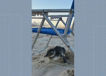 Pinguim dá ‘rolezinho’ na Praia de Ipanema, se abriga em cadeira de praia e surpreende banhistas