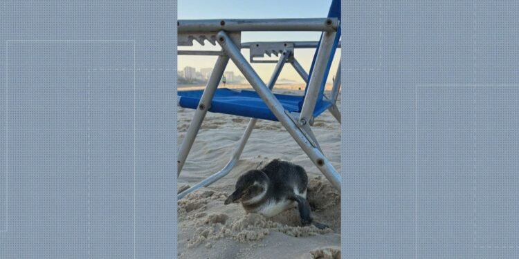 Pinguim dá ‘rolezinho’ na Praia de Ipanema, se abriga em cadeira de praia e surpreende banhistas Pinguim dá ‘rolezinho’ na Praia de Ipanema, se abriga em cadeira de praia e surpreende banhistas