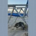 Pinguim dá ‘rolezinho’ na Praia de Ipanema, se abriga em cadeira de praia e surpreende banhistas Pinguim dá ‘rolezinho’ na Praia de Ipanema, se abriga em cadeira de praia e surpreende banhistas