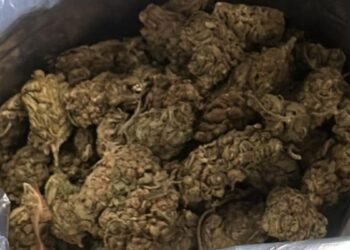 PRF apreende mais de meia tonelada de maconha em Magé; três pessoas são presas