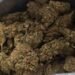 PRF apreende mais de meia tonelada de maconha em Magé; três pessoas são presas PRF apreende mais de meia tonelada de maconha em Magé; três pessoas são presas