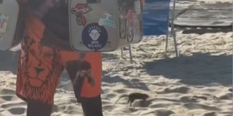 Rato de praia: roedor ‘passeia’ entre banhistas nas areias do Leblon Rato de praia: roedor ‘passeia’ entre banhistas nas areias do Leblon