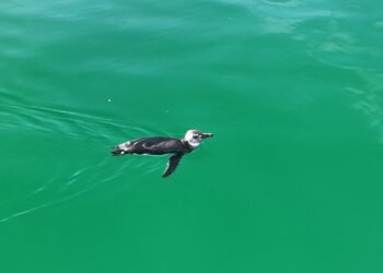Pinguim em Angra dos Reis: com vista para a Praia Grande; veja vídeo