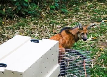 Lobo-guará é resgatado em Itatiaia e devolvido ao habitat natural